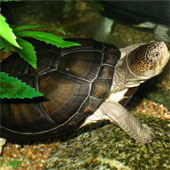 Turtles 'trick' the whole village of science