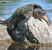 Turtles 'win' at the international conservation conference