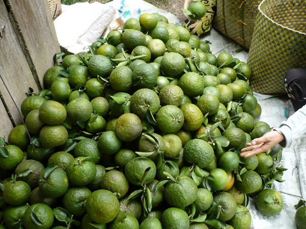 Tuyen Quang preserved and developed the Sanh orange variety