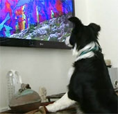 TV channel for ... puppies
