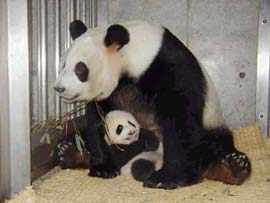 Twin panda in Japan