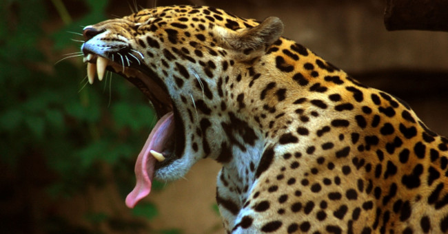 Two 'Amazon gods' made Anacoda wary