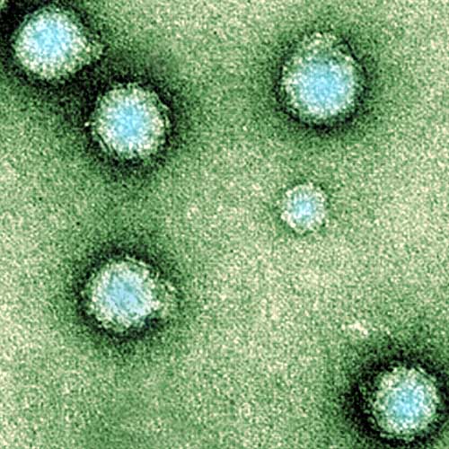 Two antibodies neutralize the virus causing stiffness