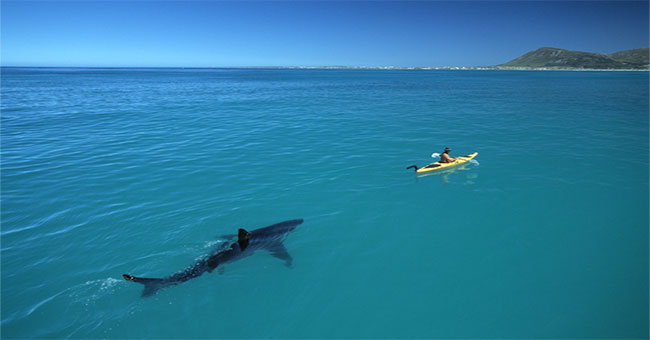 Two Australian tourists panicked, panting in the middle of the sea because of the white shark 'pursuit'