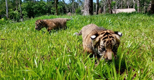 Two Bengal tigers were born at Vinpearl Safari Phu Quoc