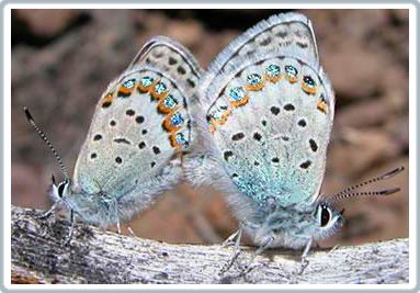 Two butterflies turn into one