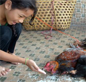 Two cases of death from H5N1 flu in Cambodia