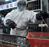 Two Chinese people died of bird flu H7N9