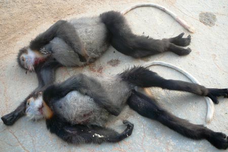 Two douc langurs were shot dead