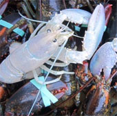 Two extremely rare albino lobsters were discovered in the United States