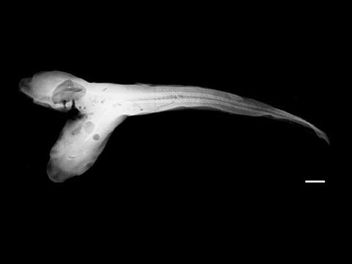Two first shark fetus