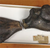 Two fossilized turtle fossils merge after 160 years