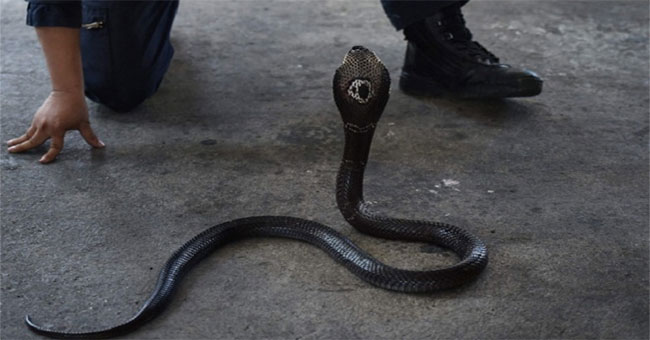 Two Indian men addicted to the venom of the king tiger
