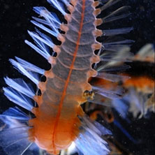 Two more deep-sea species were discovered