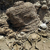 Two mummies intact 1000 years old