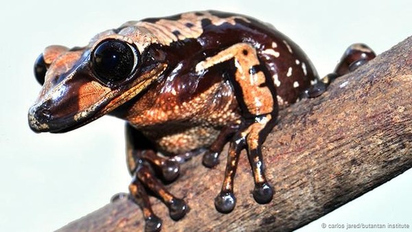 Two new frog species have more horrible toxins than cobras