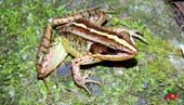 Two new frog species were discovered in Muong Nhe and Sop Cop nature reserves
