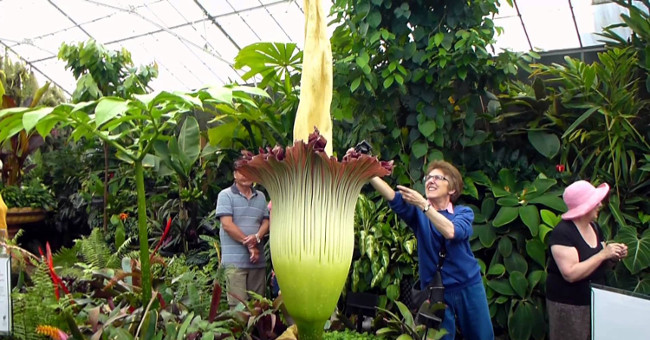 Two scavengers blooming at the same time in America