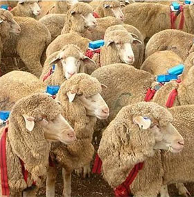 Two simple principles that help shepherd dogs