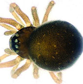 Two small spiders in China were discovered