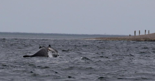 Two species of dolphins, the 'battle drama' on the sea, confused the scientist