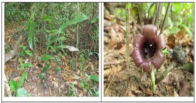 Two species of forest Garlic found in Vietnam only