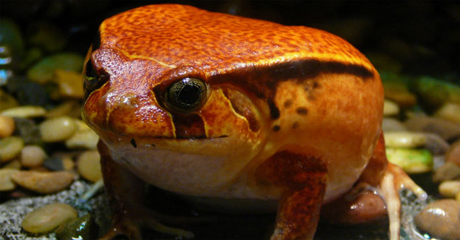 Two species of frogs were discovered ignoring tadpole stage in Ecuador