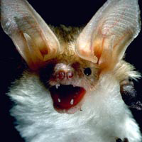 Two species of horse bats about to become extinct