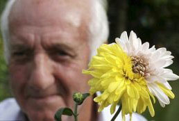 Two-colored daisies