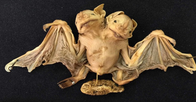Two-headed bat carcasses in Brazil shocked the experts