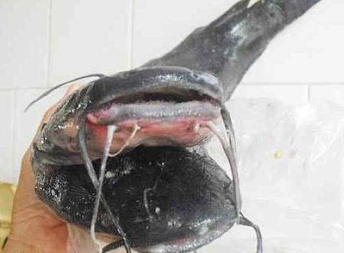 Two-headed black catfish, 10 weird beards