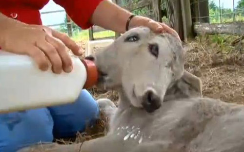 Two-headed calves were born in America