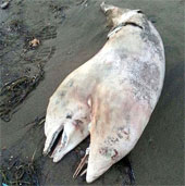 Two-headed dolphin body washed up on the Turkish coast