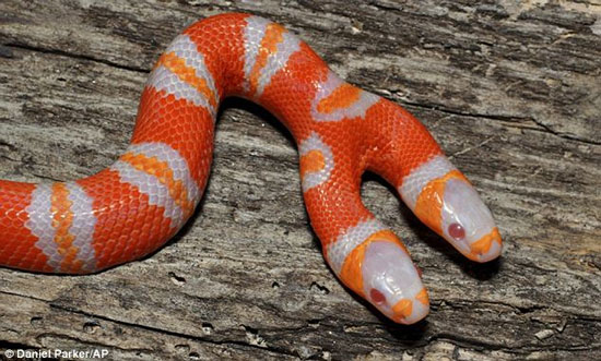 Two-headed exotic snake in Florida