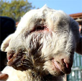 Two-headed goats in China