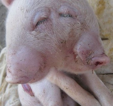 Two-headed pig