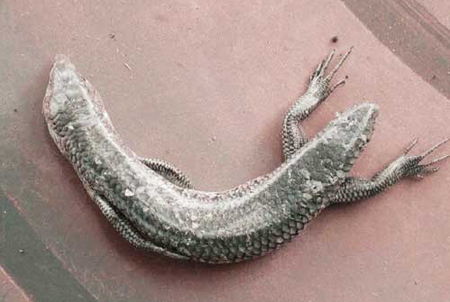Two-headed snake in China