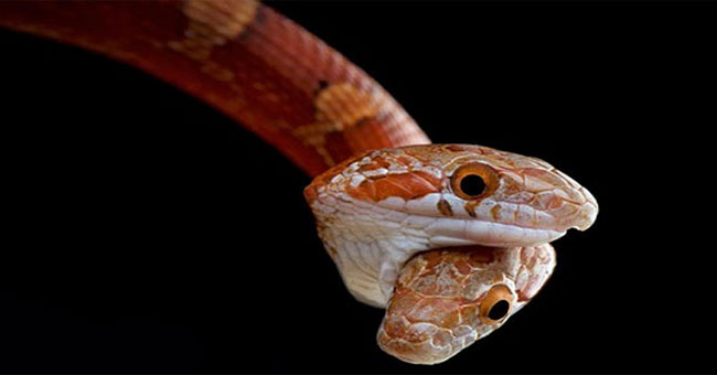 Two-headed snakes bite each other for food