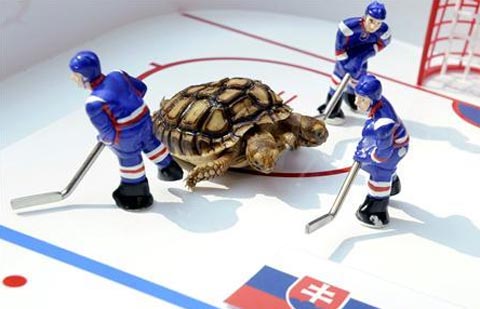 Two-headed turtles also displayed fortune