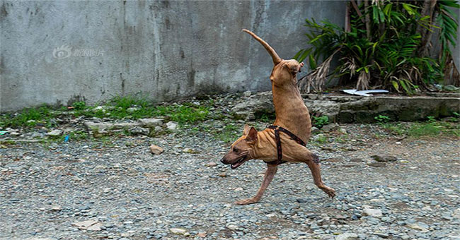 Two-legged dog with the strength of the person who must respect