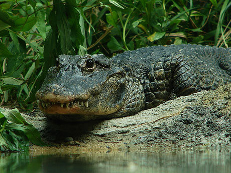 Type drum to cheer crocodiles to do it