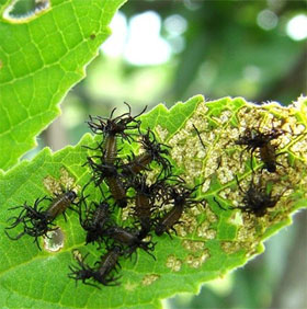 Types of insects that have tactics