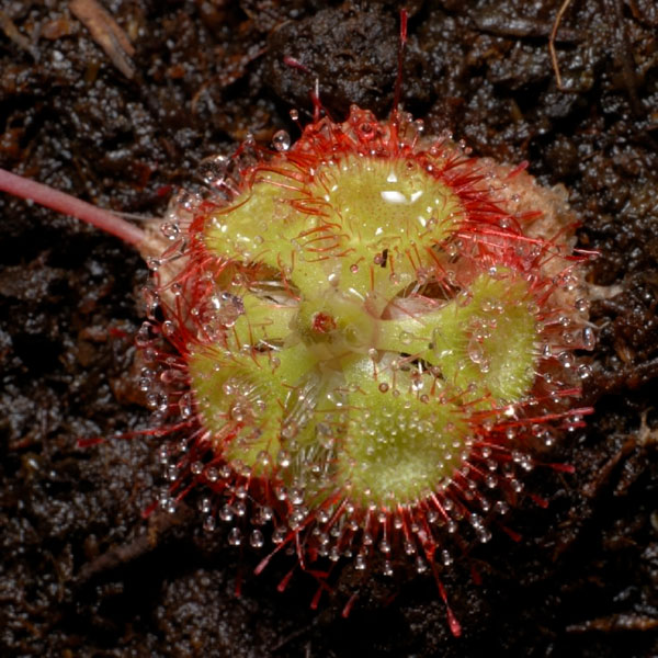Typical carnivorous plants