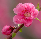 Typical flowers of spring