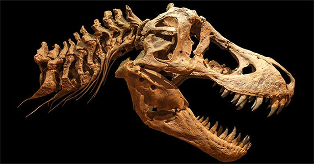 Tyrant dinosaurs had 'air conditioning' in mind