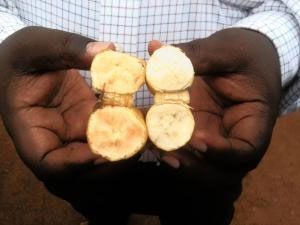 Uganda successfully breed carrot-colored bananas