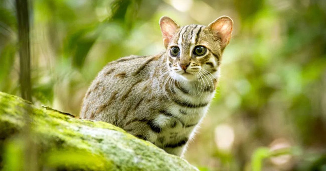 Ultra rare film about the world's smallest cat: instinct despite size