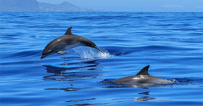 Ultrasound 'magic' of dolphins can improve current medical techniques