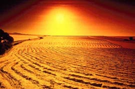 UN: 50 million people lose their homes due to desertification