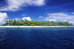 UN: Mangrove forests in the Pacific are in danger of being wiped out